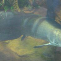 Hindari Melepaskan 3 Ikan Hias Predator Ini yang Dapat Menginvasi Sungai Indonesia