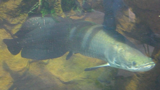 Hindari Melepaskan 3 Ikan Hias Predator Ini yang Dapat Menginvasi Sungai Indonesia