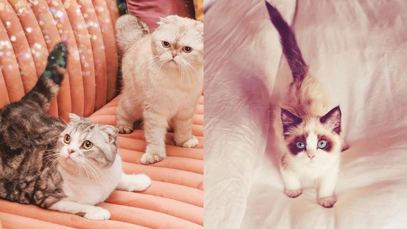 Kucing Taylor Swift