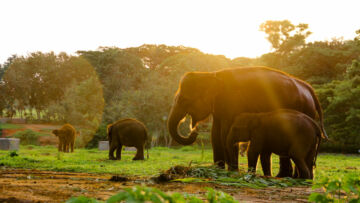Atraksi Gajah di Way Kambas Ditutup Permanen, Diganti Wisata Edukasi