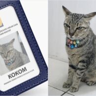 Meski Cuma Bisa Bilang “Meow Meow”, tapi Deretan Kucing ini Sukses Punya Jabatan Mentereng