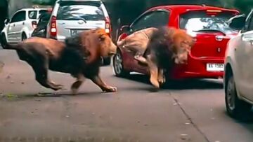 Viral, Singa Tabrak Mobil di Taman Safari Prigen. Reaksi Kocak Pengendara Jadi Sorotan