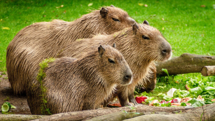 6 Fakta Unik Capybara, Hewan Pengerat Terbesar yang Viral jadi Meme ‘Masbro’