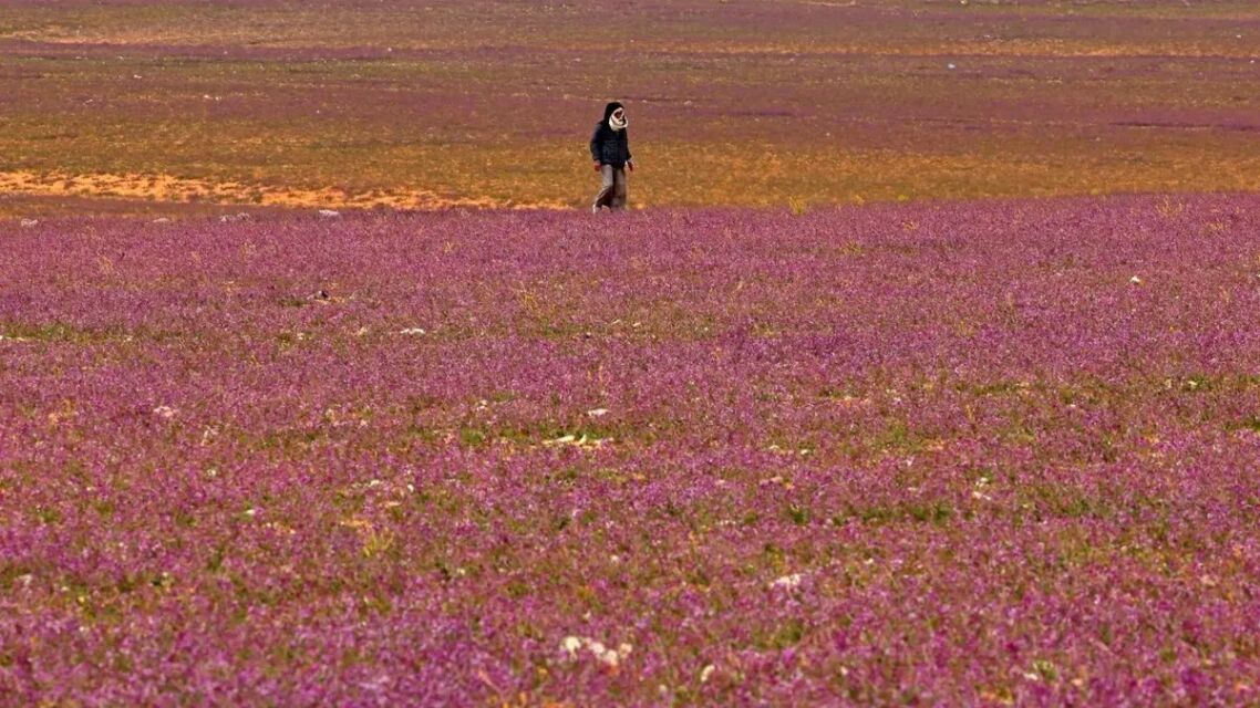 Padang lavender di Arab