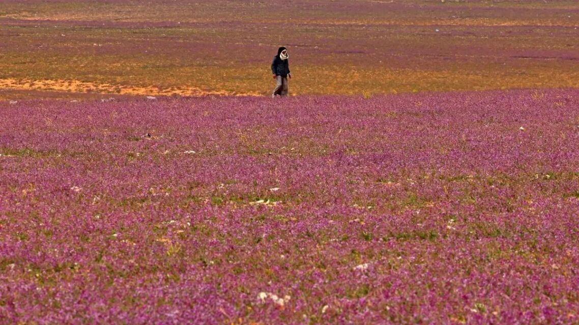 Padang lavender di Arab