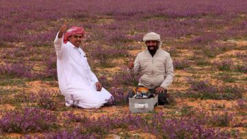 Fenomena Langka, Gurun di Arab Saudi Jadi Hamparan Bunga Lavender