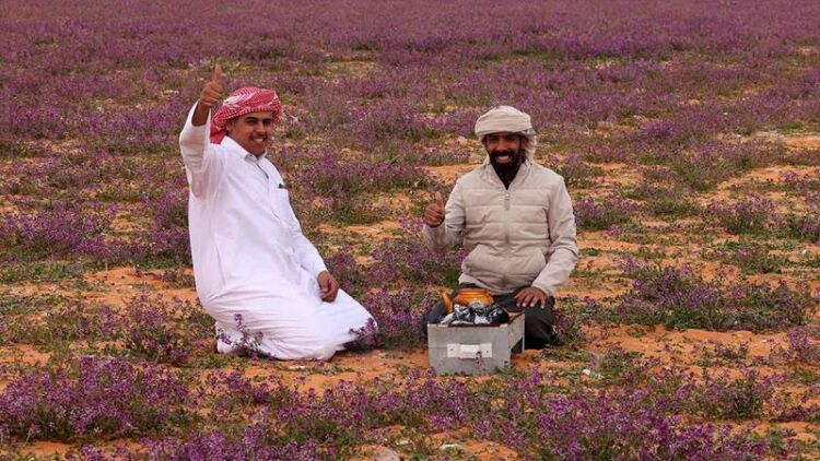 Fenomena Langka, Gurun di Arab Saudi Jadi Hamparan Bunga Lavender