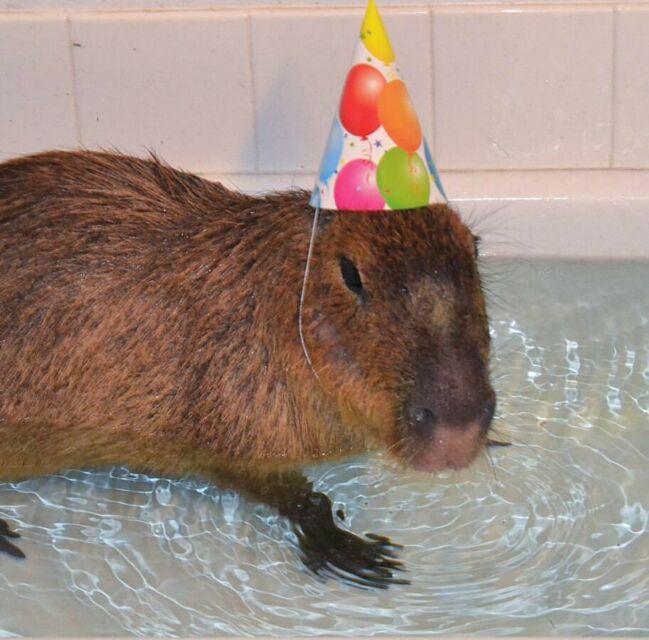 Capybara berenang di air