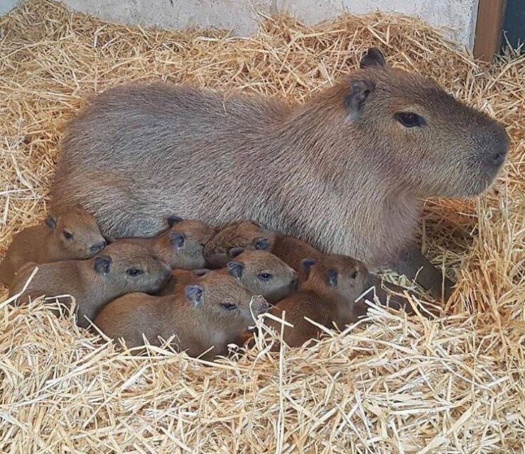 Capybara 