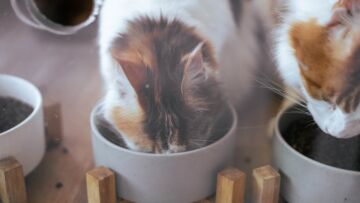 5 Tips Memilih Makanan Kucing Sesuai Kebutuhan dan Kandungannya. Jangan Sembarangan!
