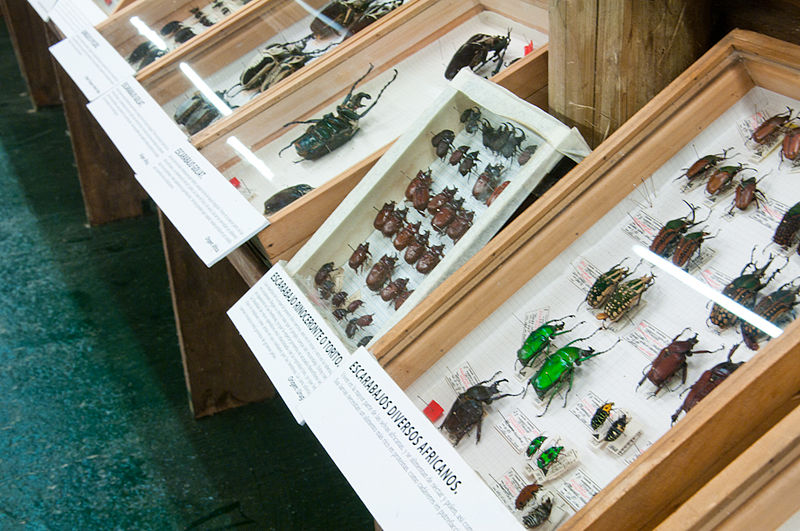 Insektarium: Menerawang Dunia Serangga sebagai Sumber Pembelajaran yang ...
