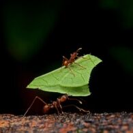 Semut Pengangkut Daun: Kenapa Mereka Membawa Daun?