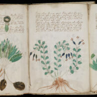 Voynich Manuscript: Misteri Sebuah Naskah yang Belum Terpecahkan