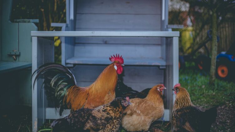 Turis Asing di Bali Protes dengan Suara Ayam Berkokok, Sampai Bikin Petisi Loh!