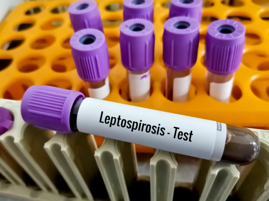 leptospirosis