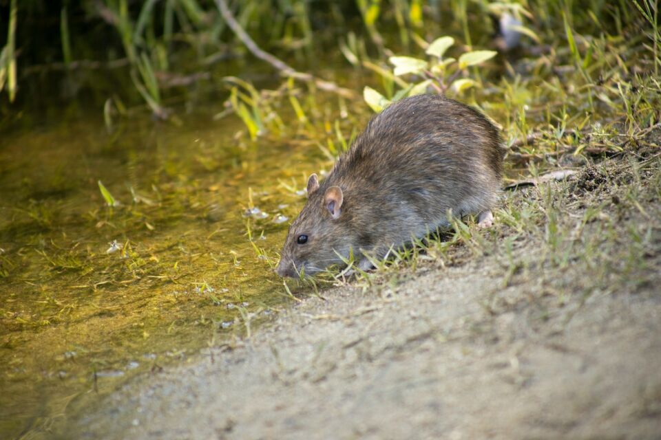 leptospirosis