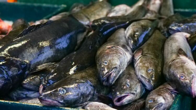 Waspada Keracunan Ikan Laut! Berbeda dengan Alergi Ikan Lho