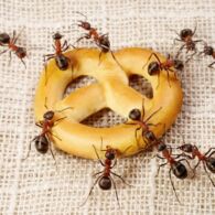 Cara Semut Menemukan Makanan dan Tips Agar Makanan Kamu Terhindar dari Semut