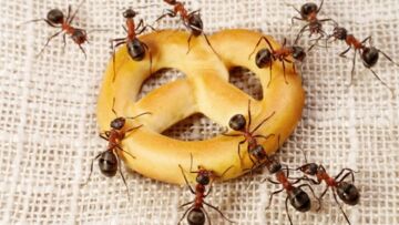 Cara Semut Menemukan Makanan dan Tips Agar Makanan Kamu Terhindar dari Semut