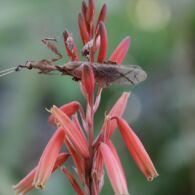 Ghost Mantis Serangga Karnivora yang Terkenal karena Penampilannya yang Unik dan Memukau