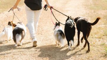 Ingin Memelihara Anjing? Berikut Ini 5 Rekomendasi Anjing Lucu Buat Kamu