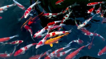 Ingin Memelihara Ikan Koi? Simak Tips-Tips Berikut Ini!