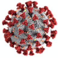 Virus Sars COV 2 dan Saraf Olfaktori