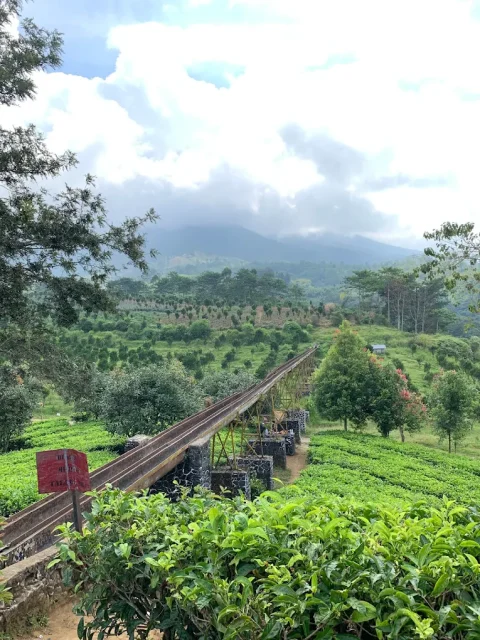 Daftar Tempat Wisata di Garut yang Wajib Diexplore 19 hipwee-tempat wisata di Garut Kebun Teh Dayeuh Manggung