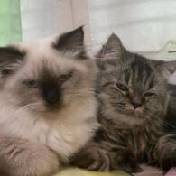 Peran Kucing dalam Meningkatkan Kesejahteraan Manusia
