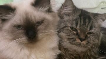 Peran Kucing dalam Meningkatkan Kesejahteraan Manusia