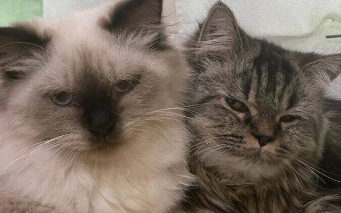 Peran Kucing dalam Meningkatkan Kesejahteraan Manusia