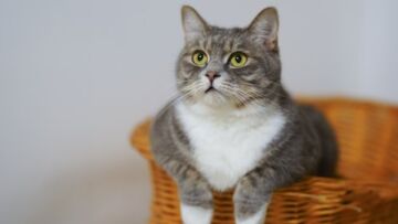 Lindungi Anabul dari Penyakit Rabies ya, Pawrents!