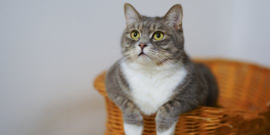 Lindungi Anabul dari Penyakit Rabies ya, Pawrents!