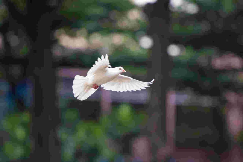 Photo by kleutruongphoto on Pixabay