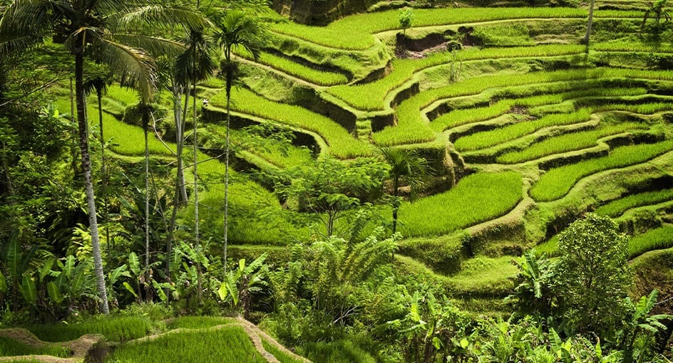 Sawah Terasering Tegallalang Bali