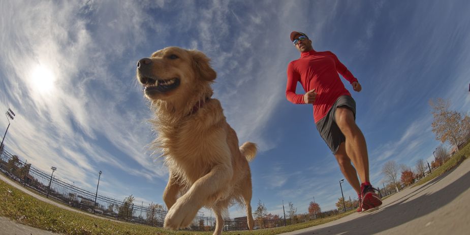 lively dog