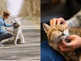 The Right Pet for Your Pace: How to Choose the Best Animal for Your Lifestyle