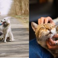 The Right Pet for Your Pace: How to Choose the Best Animal for Your Lifestyle