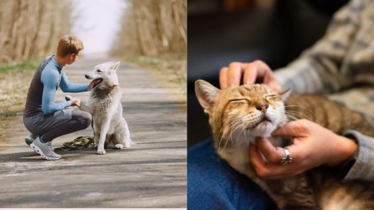The Right Pet for Your Pace: How to Choose the Best Animal for Your Lifestyle