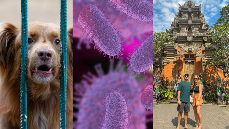Rabies di Bali Naik, Ini Pertolongan Pertama untuk Rabies yang Wajib Kamu Tahu!