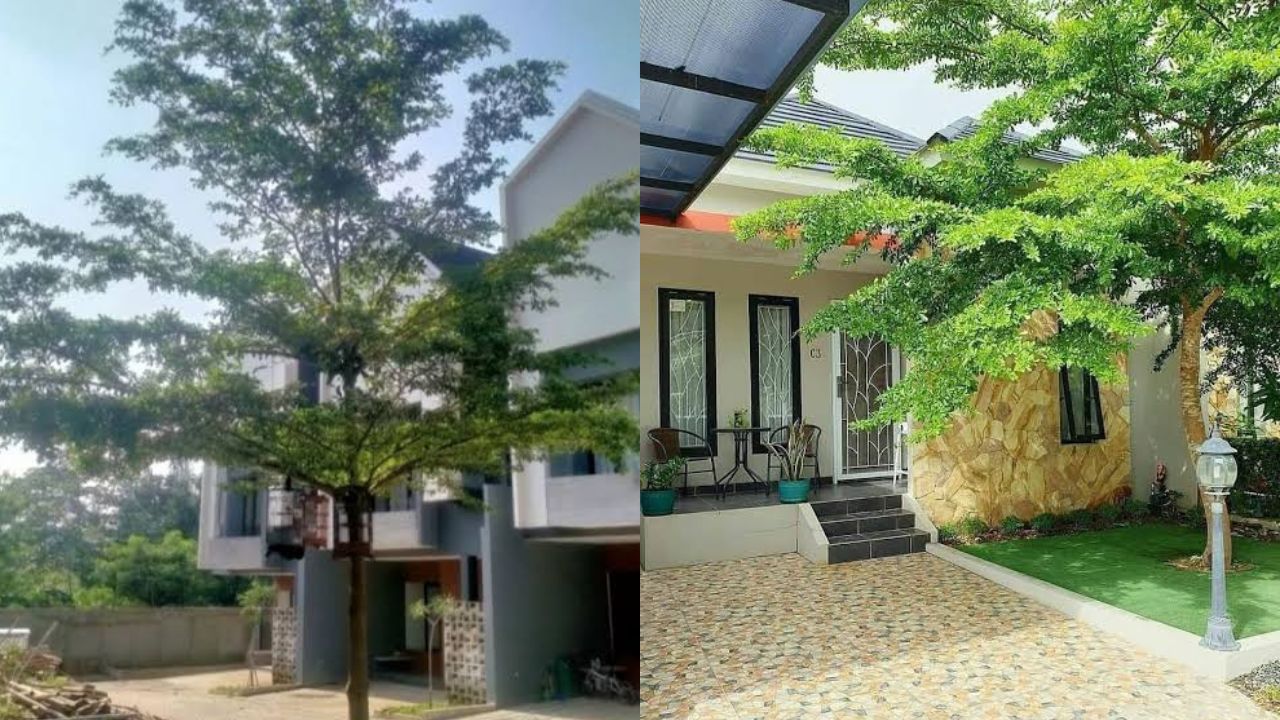 Tanaman Banyak Manfaat yang Cocok Ditanam di Halaman Rumah: 10 Pilihan Cerdas untuk Lingkungan Lebih Sehat 12 tanaman banyak manfaat yang cocok ditanam di halaman rumah ketapang kencana