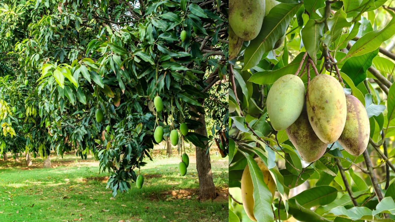 Tanaman Banyak Manfaat yang Cocok Ditanam di Halaman Rumah: 10 Pilihan Cerdas untuk Lingkungan Lebih Sehat 13 pohon mangga