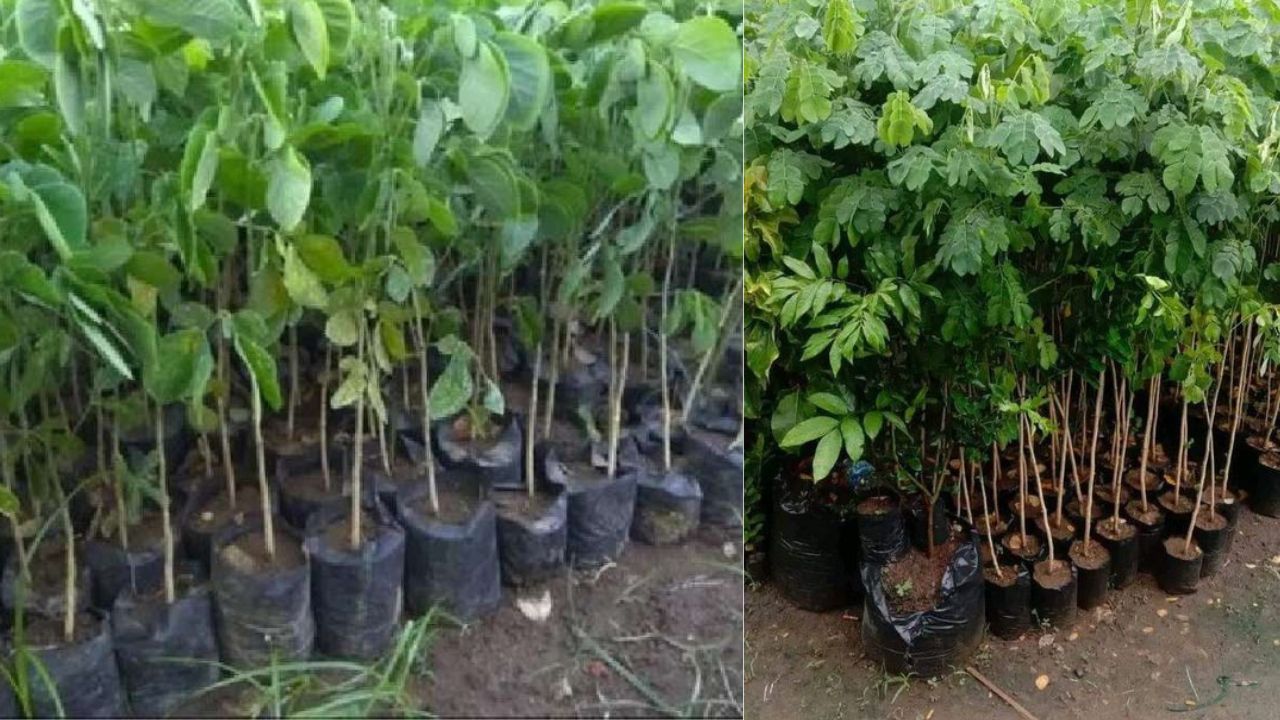 Tanaman Banyak Manfaat yang Cocok Ditanam di Halaman Rumah: 10 Pilihan Cerdas untuk Lingkungan Lebih Sehat 18 trembesi mini