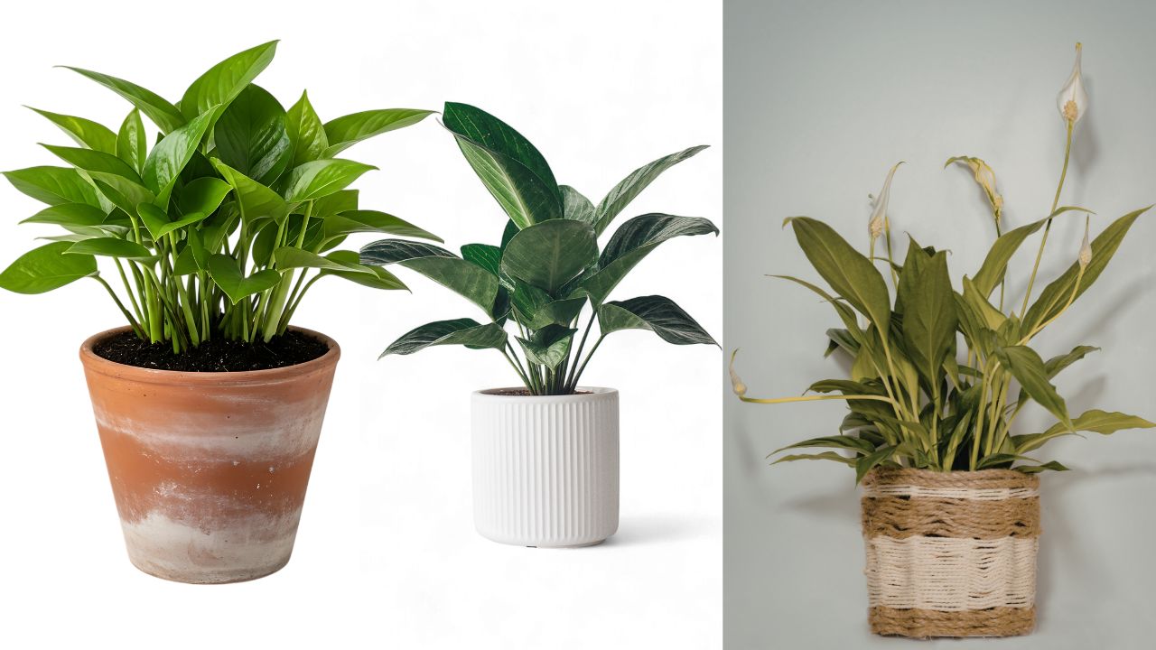 11 Tanaman Banyak Manfaat untuk Kamar: Pilihan Terbaik Bikin Kamarmu Lebih Sehat 13 Peace Lily dalam pot