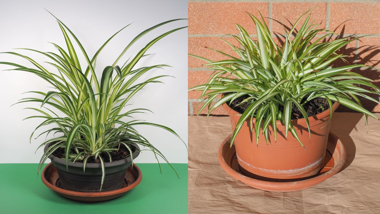 11 Tanaman Banyak Manfaat untuk Kamar: Pilihan Terbaik Bikin Kamarmu Lebih Sehat 15 Spider Plant (Lili Paris)