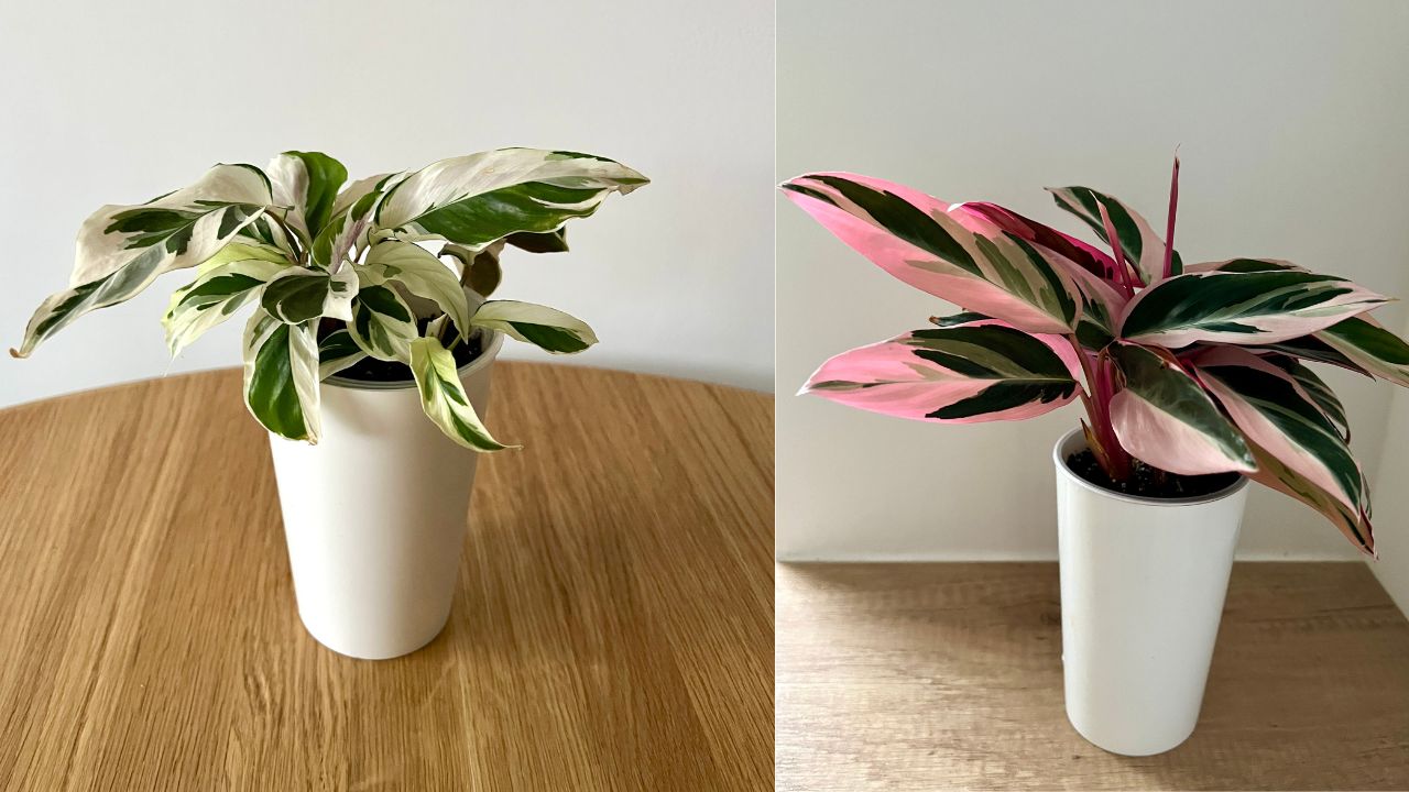 11 Tanaman Banyak Manfaat untuk Kamar: Pilihan Terbaik Bikin Kamarmu Lebih Sehat 17 Calathea