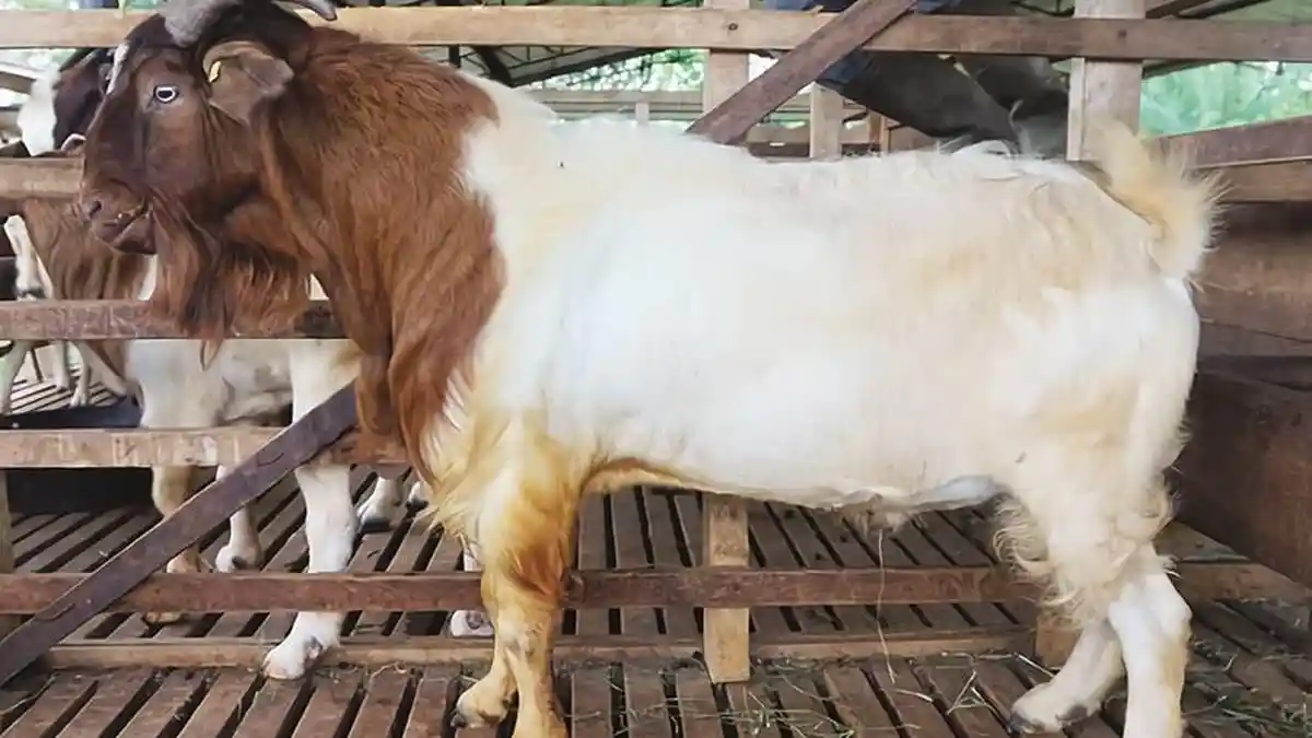 hipwee-ciri kambing yang layak untuk kurban