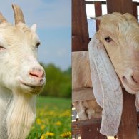 10 Ciri Kambing yang Layak untuk Kurban, Biar Niat Baikmu Makin Tenang