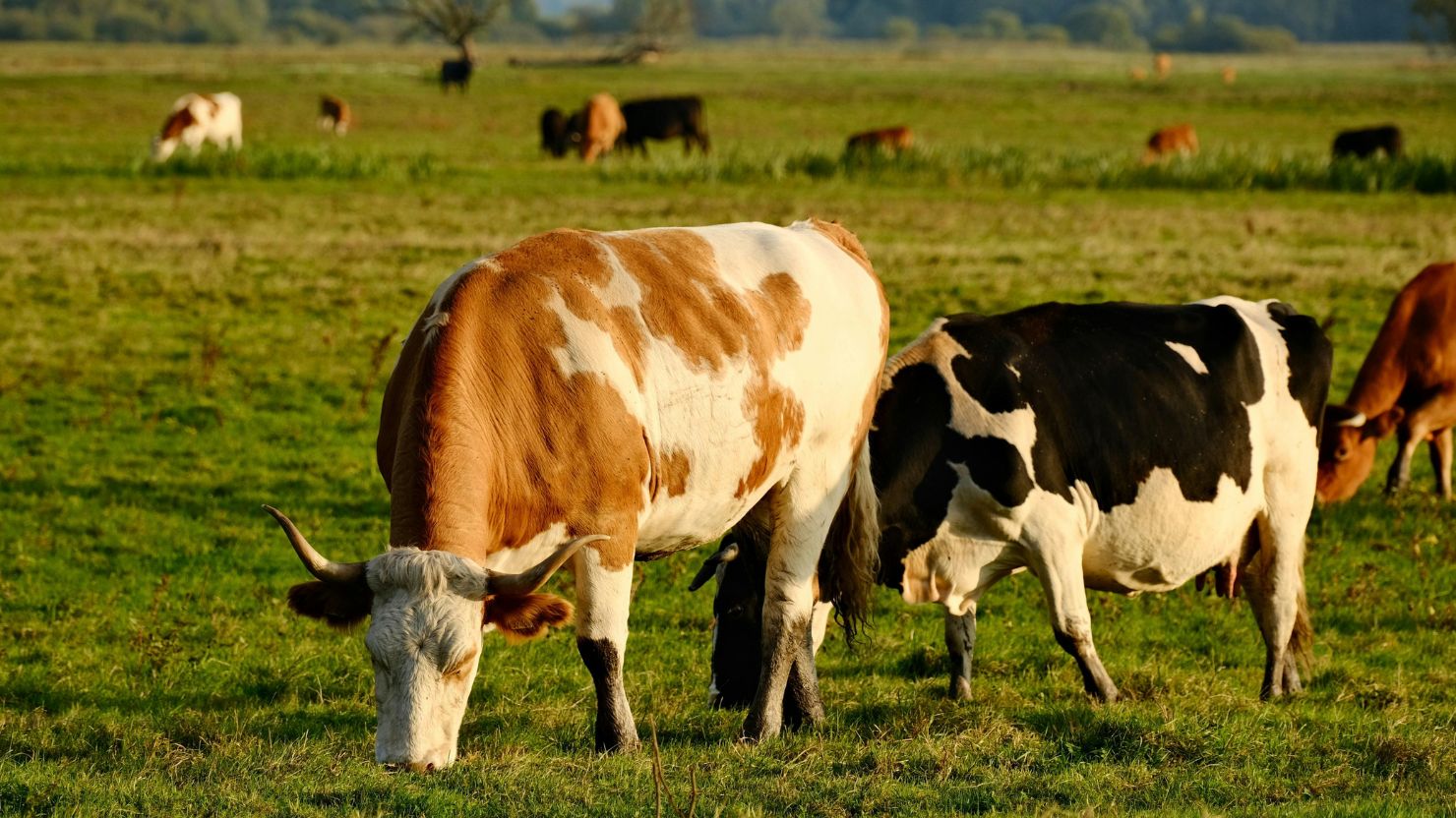 10 Ciri Sapi yang Sehat untuk Kurban, Biar Nggak Cuma Modal Feeling 15 hipwee-sapi kurban (2)
