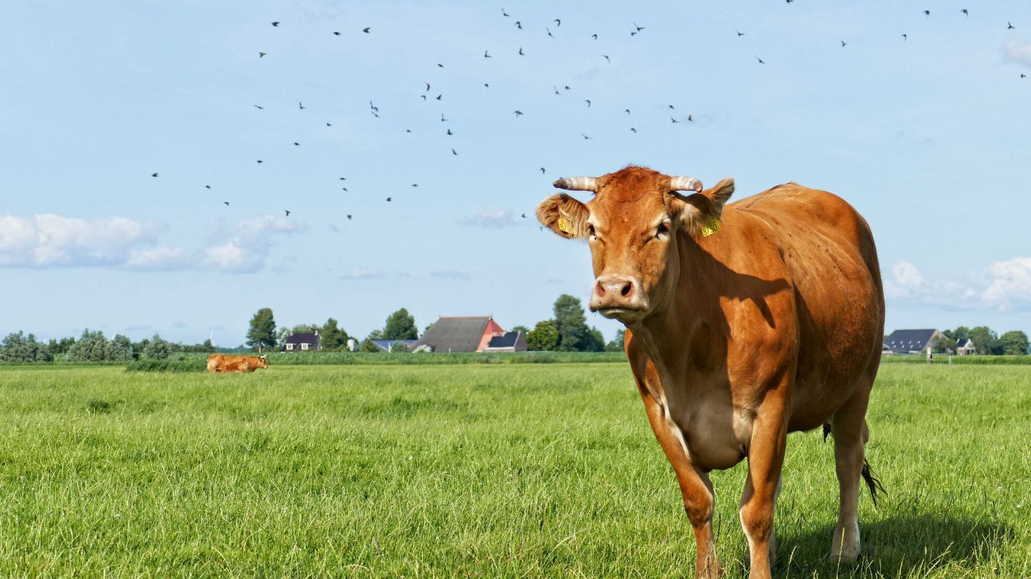10 Ciri Sapi yang Sehat untuk Kurban, Biar Nggak Cuma Modal Feeling 14 hipwee-sapi kurban